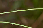 Fringed yellow star-grass